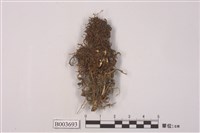 藏品(葉蘚科)的圖片